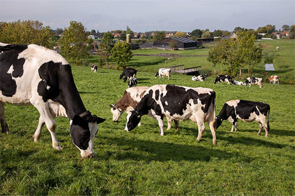 Cows on field outside